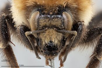 Media type: image;   Entomology 810711 Aspect: head frontal view